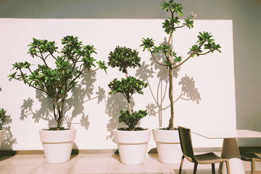 Best Artificial Trees for Indoors
