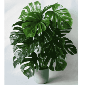 Artificial Monstera Plant
