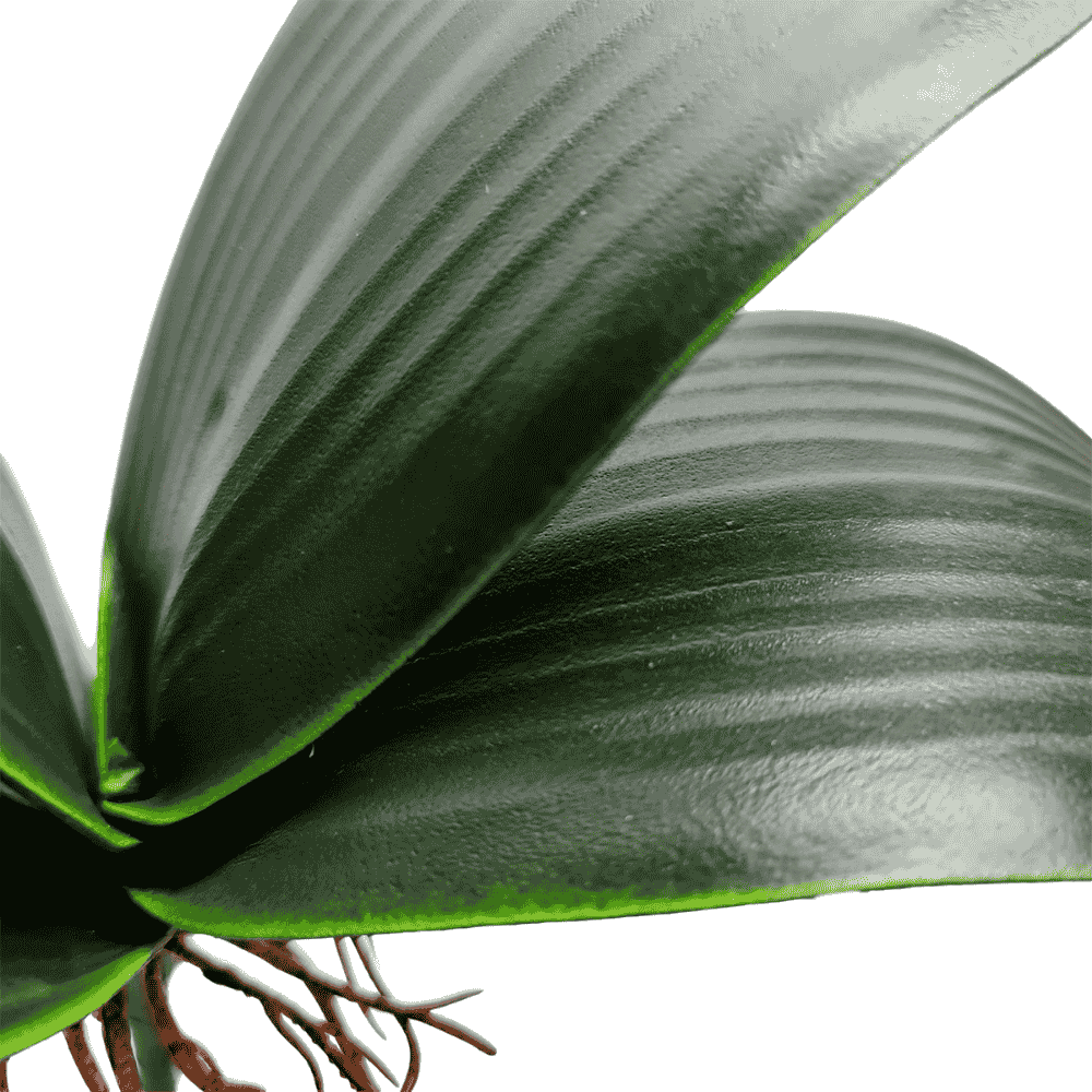 Orchid Greenery – 5 Leaves (30 cm) - Image 2