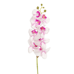 Orchid Flower Stem