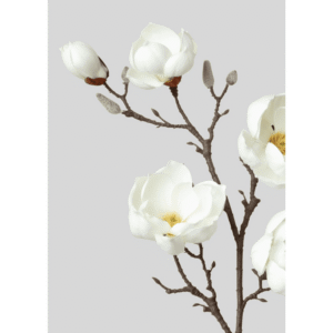 White Magnolia Branch