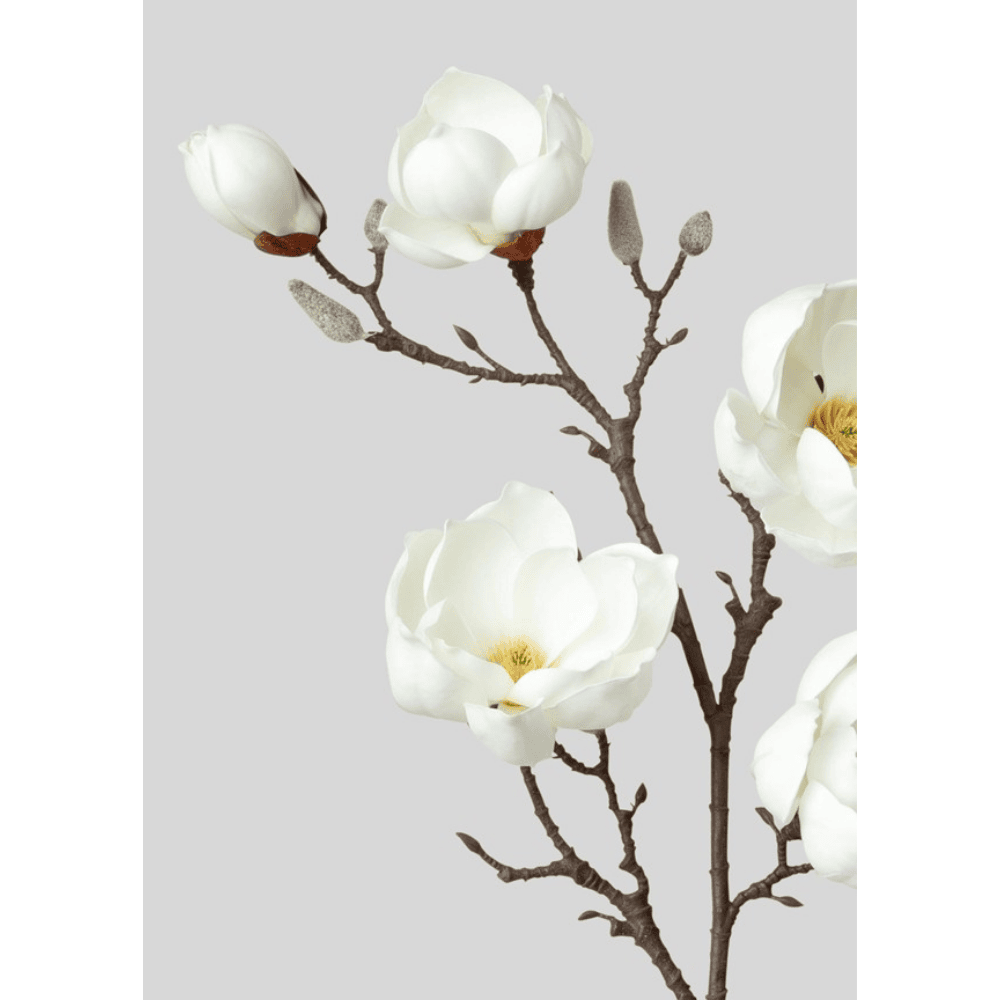 White Magnolia Branch