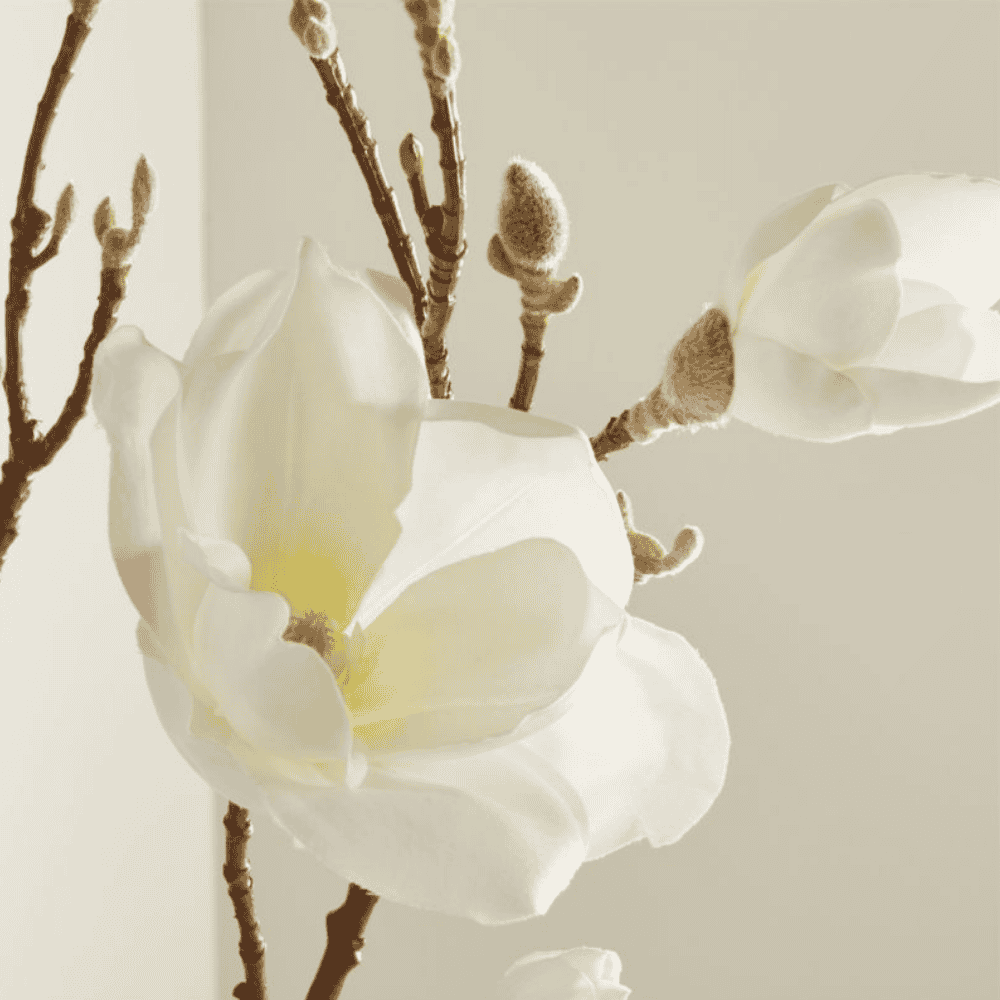 White Magnolia Branch - Image 2