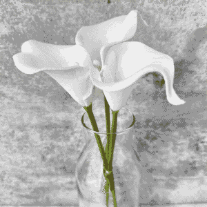 Elegant White Calla Lily Flowers
