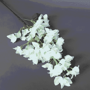 Bougainvillea Branch